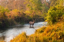 Male Sambar deer standing in the middle of a jungle stream at Jaldapara Wildlife Sanctuary during the golden hour of sunrise