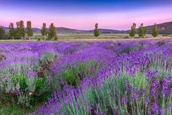 Sunset over a summer lavender field in Tihany, Hungary- This photo make HDR shot