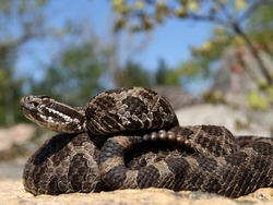 Eastern Massasauga Rattlesnake (Sistrurus catenatus catenatus) from Ontario, Canada