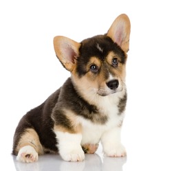 Pembroke Welsh Corgi puppy sitting. looking at camera. isolated on white background