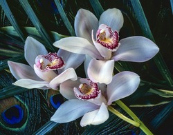 Cymbidium or boat orchids, is a genus of 52 evergreen species in the orchid family Orchidaceae
