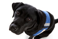 Black lab wearing a working vest & looking up at the camera. Isolated on white.
