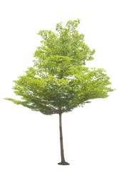 tree isolated on with background for graphic elements for decoration and design world environment day,