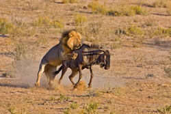 Male lion catching a blue wildebeest; Panthera leo; Kalahari desert; South Africa