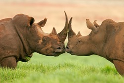Portrait of two white (square-lipped) rhinoceros (Ceratotherium simum), South Africa