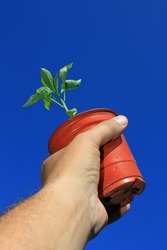 A small plant pot being held in the hand containing a young pepper plant. Set against a bright clear blue sky background.