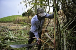 MARTINIQUE - March 12 2011 : farmers harvesting sugarcane by hand in the field, Martinique, Caribbean Sea. Martinique is famous for its premium rum.
