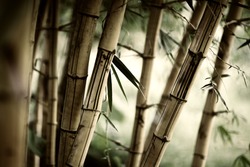 Bamboo forest background. Shallow DOF.
