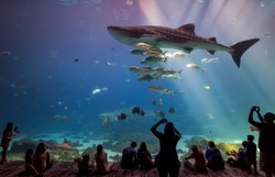 ATLANTA, GEORGIA - August 2:Interior of Georgia Aquarium with the people, the world's largest aquarium holding more than 8 million gallons of water in Atlanta, Georgia on August 2, 2014