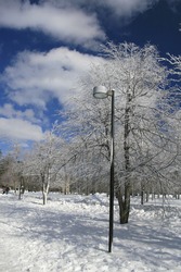 Winter theme - ice and snow covered trees on a clear winter day, blue sky, outdoors in a park