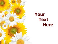 Daisy background, colorful seasonal (summer or spring) image versatile for a variety of designs