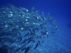 Large group of fish or school moving deep in the blue sea saltwater during underwater fishing