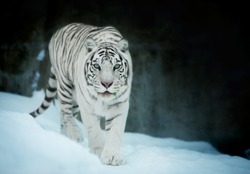 Attention in eyes of a white bengal tiger, walking on fresh snow in winter forest. The most beautiful animal and very dangerous beast of the world. Animal portrait on rocky background.