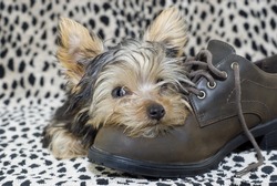 An adorable little four month old Yorkshire Terrier Puppy with his head lying on a brown shoe, closeup with a leopard print background and copy space