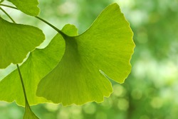 Ginkgo leaves with foliage in soft focus in background. Close-up with extremely shallow dof.