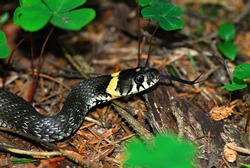 The Grass Snake (Natrix natrix), sometimes called the Ringed Snake or Water Snake is a European non-venomous snake