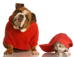 dog and cat playing - english bulldog in red sweater and kitten playing under baseball cap