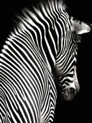 A black and white zebra image at an interesting angle showing head and shoulders. The zebra is facing slightly away from the camera and is isolated on a black background.