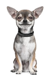 dog ( chihuahua ) looking at the camera, smiling, in front of a white background (Digital enhancement)