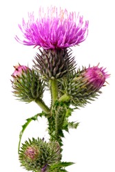 Close-up view to blooming burdock (Arctium lappa) on white background. Not isolated, studio shot