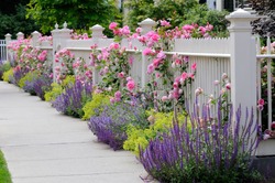 Pink climbing roses on white fence bordering garden and sidewalk. Salvia, sage, catmint and lady's mantle in colorful flower bed.