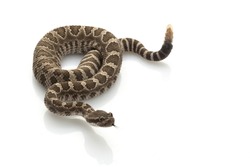 Northern Pacific Rattlesnake (Crotalus oreganus) isolated on white background.