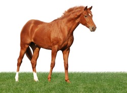 portrait of beautiful young warmblood horse standing in grass isolated on white