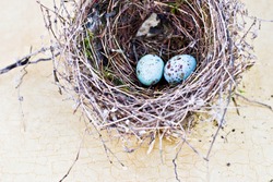 Real nest and blue spotted chipping sparrow eggs on tan craquelure background.