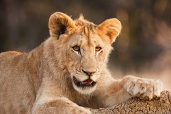 A male lion club (panthera leo) resting on a dirt bank. Observed on safari in South Africa, this juvenile has a tuft of fur that will become the mane. The lion is a member of the family Felidae.