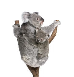 Koala bears climbing tree, 4 years old and 9 months old, Phascolarctos cinereus, in front of white background