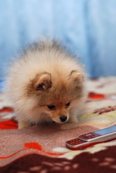 Pomeranian spitz puppy look on mobile phone