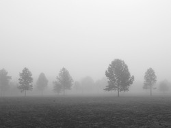An early morning foggy view of this field with trees in Thompson Grove Park in Manalapan, New Jersey in black and white.