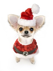 Christmas chihuahua puppy with Santa costume isolated on white background