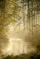Autumn forest illuminated by the rising sun with mist floating over the river.