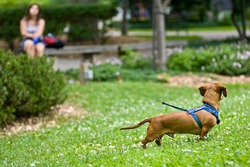 A miniature Dachshund in the grass with a long leash leading to a woman in the distance, sitting on a bench.