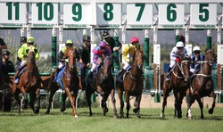 MELBOURNE - FEBRUARY 21: Horses at the start of the De Bortoli Plate, won by On the Scoot at Yarra Glen on February 21, 2010 near Melbourne, Australia.