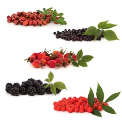 Wild fruit collection of hawthorn, elderberries, rosehips, blackberries and rowan berries, isolated over white background. Top to bottom.