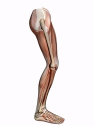 Anatomically correct medical model of the human body, muscles and ligaments showing transparent and skeleton projected into the body. Detail on leg.