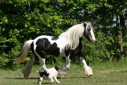 horse and hound trotting , two friends, "Irish Cob" , "Irish Tinker" Tinker joint by "Jack Russel Terrier" paint