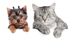 Close-up portrait of a cat and dog, isolated on white background