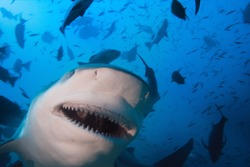 Pacific ocean. Big toothy grin of very dangerous bull-shark shooted at 30 m depth. Very close.