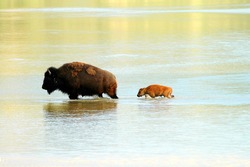 A mother and baby bison cross a shallow river in North Dakotas Theodore Roosevelt National Park.
