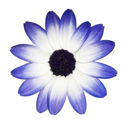 Osteospermum - Beautiful Blue and White Daisy Flower Head isolated on white background. Top view