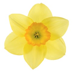 Studio Shot of Yellow and Orange Colored Daffodil Isolated on White Background. Large Depth of Field (DOF). Macro. Symbol of Self-love and Respect.