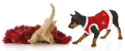 funny kitten from the backside playing in red christmas garland as cute puppy looks on