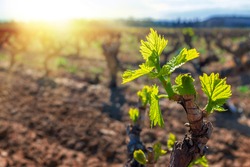 Close up of young grapevines buds blooming in vineyard.Back lit leaves against sunset.