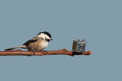 A chickadee is surprised to find a shiny present left for her on a branch at Christmas time with copy space.
