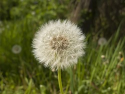 A downy dandelion in lawn. Close up image in the nature with a green background