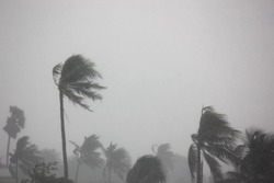 rain storm impact coconut tree,strong wind with gray sky before tornado,typhoon,or hurricane come.