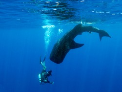 A whale shark diving from the surface with a diver who is holding an underwater video system swimming down with it
